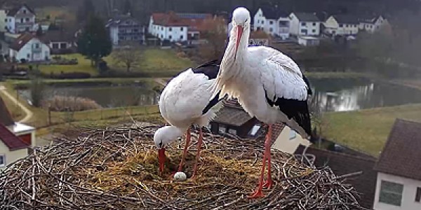 Das erste Ei im Storchenhorst 